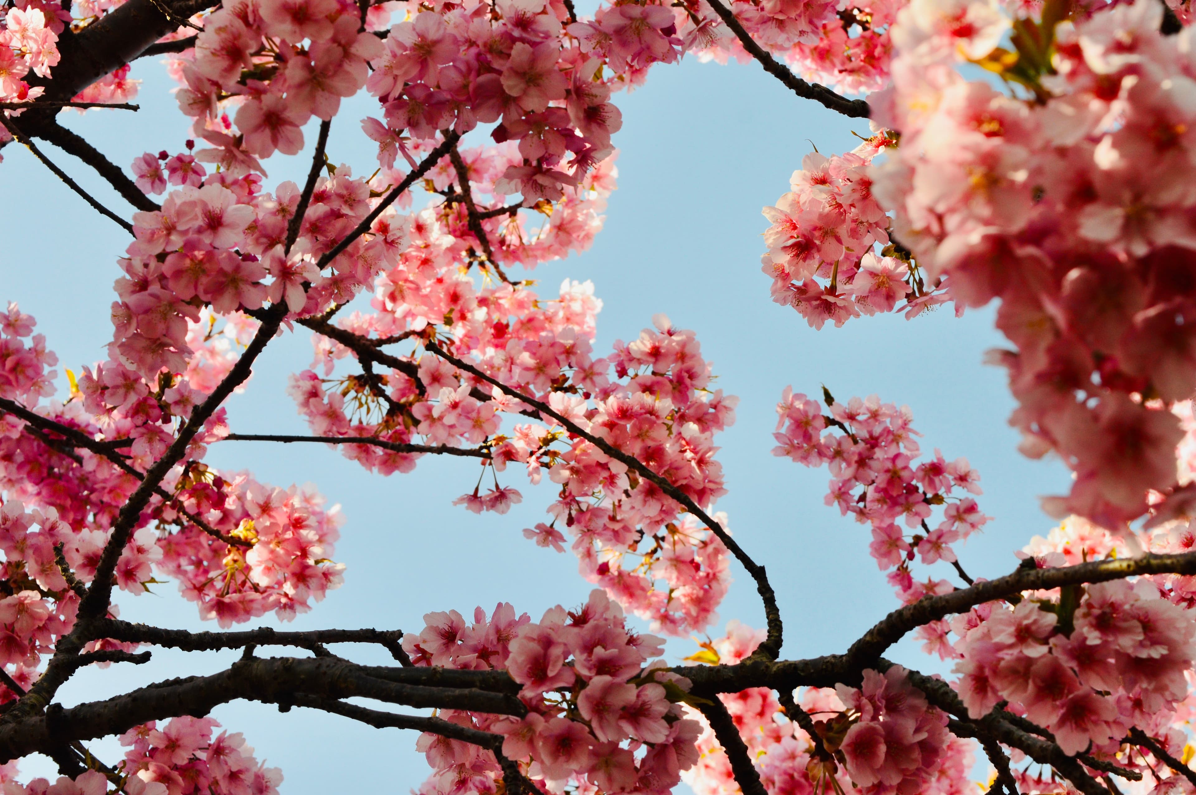 Cherry Blossom Festival in Shillong
